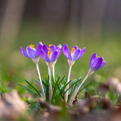 Purple crocuses blooming in grass