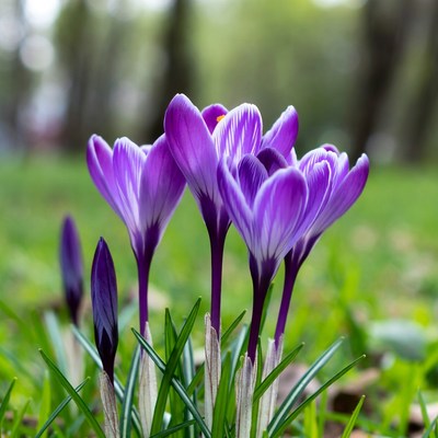 Purple crocuses blooming in grass