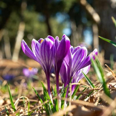 Purple crocuses blooming in forest