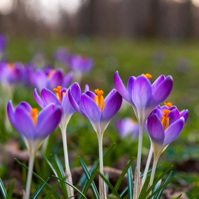 Purple crocuses blooming in grass