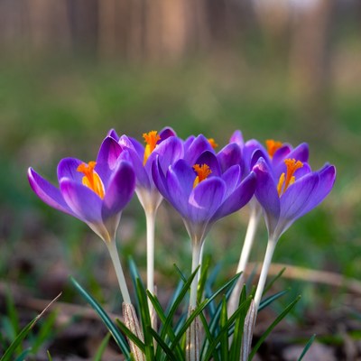 Purple crocuses with orange centers