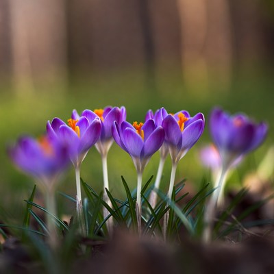 Purple crocuses blooming in forest grass
