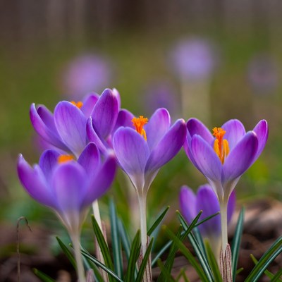 Purple crocuses blooming in grass