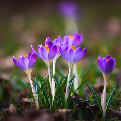 Purple crocuses blooming in grass