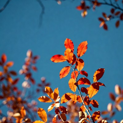Autumn leaves against blue sky