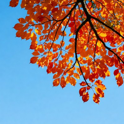 Autumn tree with orange leaves