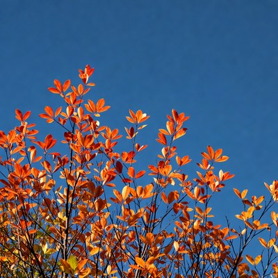 Autumn orange leaves against blue sky