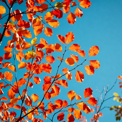 Red autumn leaves against blue sky