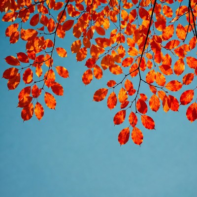 Autumn red leaves against blue sky