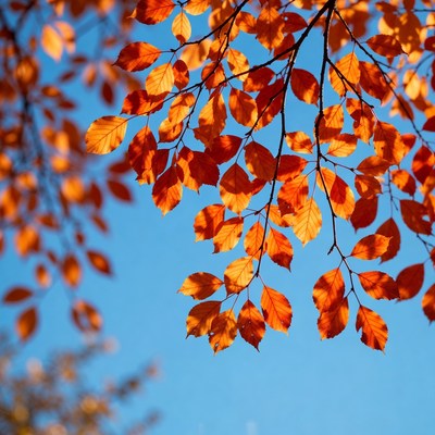 Autumn orange leaves against blue sky