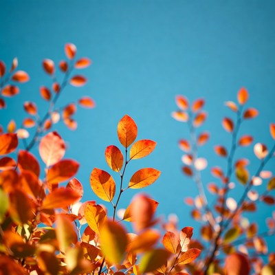 Autumn Leaves Against Blue Sky