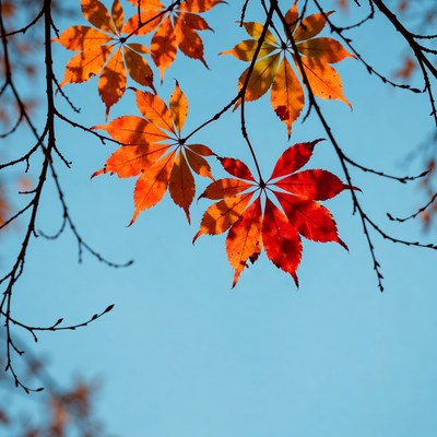 Autumn maple leaves against blue sky