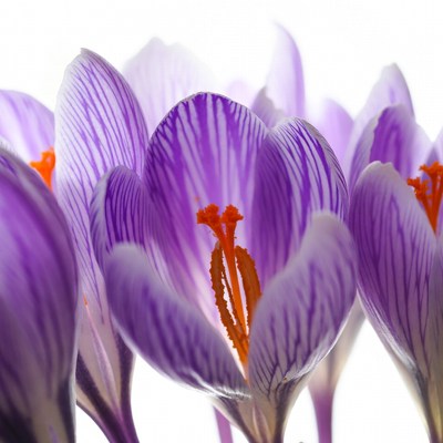 Purple Crocus Flowers on White Background
