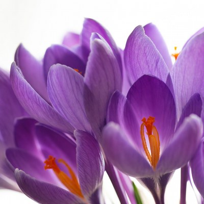 Purple crocuses with orange stamens