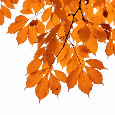 Autumn maple leaves on white background