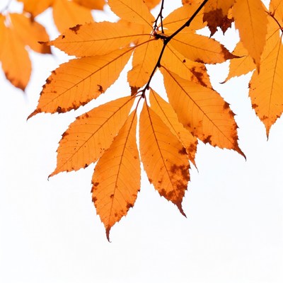 Autumn orange maple leaves on branch