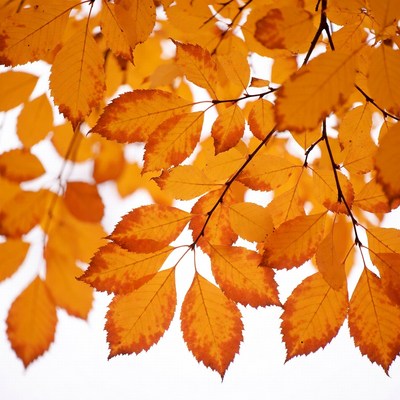 Autumn orange leaves on branches