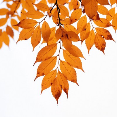 Autumn orange leaves on white background
