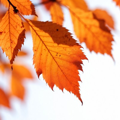 Autumn orange maple leaves