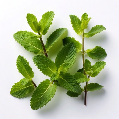 Fresh Mint Leaves on White Background