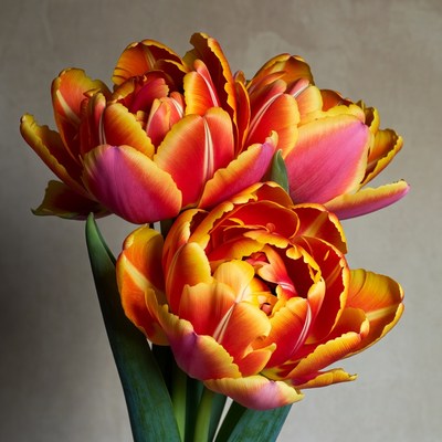 Vibrant Orange Tulips Bouquet