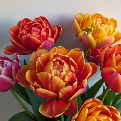 Vibrant Red Orange Tulips Bouquet
