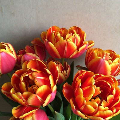 Vibrant Orange Tulips Bouquet