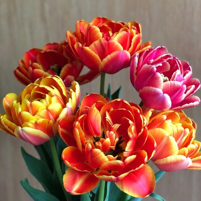 Vibrant Orange Pink Tulips Bouquet