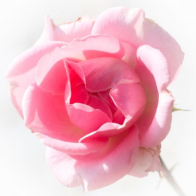 Pink Rose on White Background