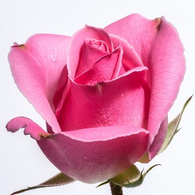 Pink Rose with Water Droplets