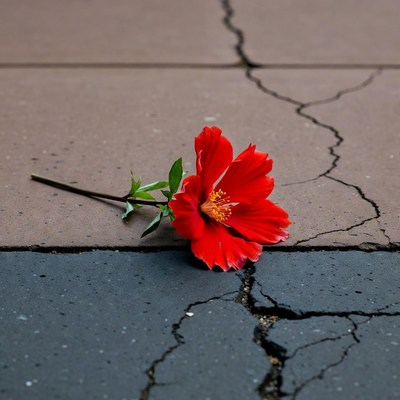 Red Hibiscus Flower on Cracked Pavement