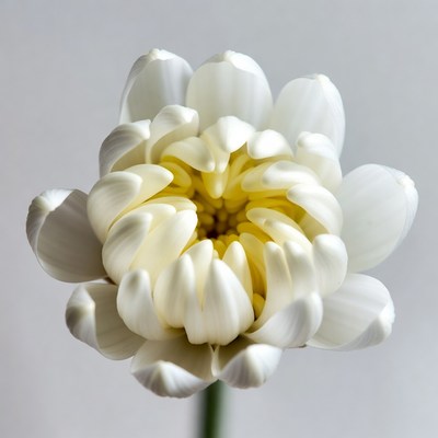 White Daisy Flower Closeup