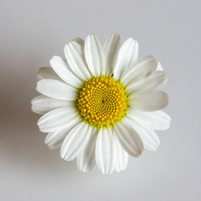 White Daisy Flower Closeup