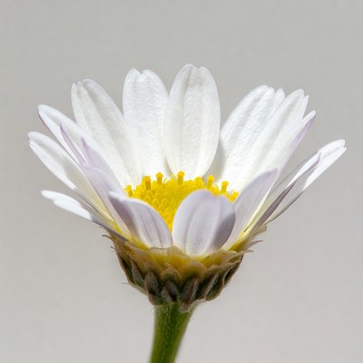 White Daisy Flower Close-Up