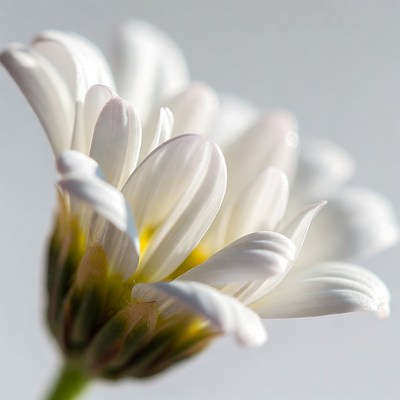 White Daisy Flower Closeup