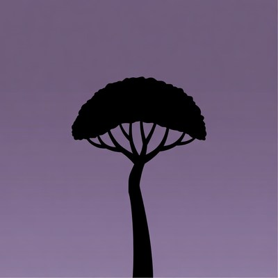 Silhouette of umbrella tree