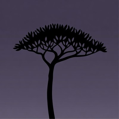 Silhouette of baobab tree