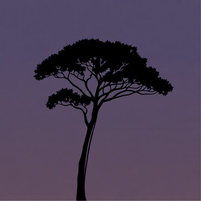 Silhouette of tall pine tree