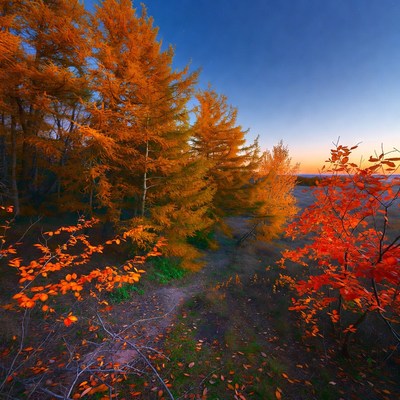 Autumn Forest Path with Orange Trees