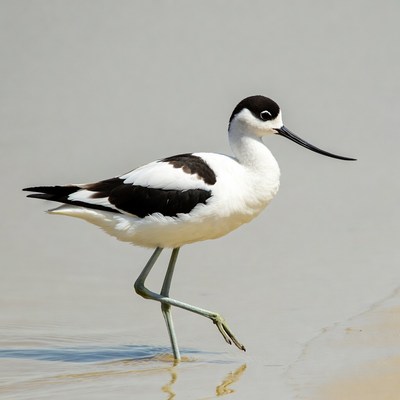 Black-necked Stilt standing in water