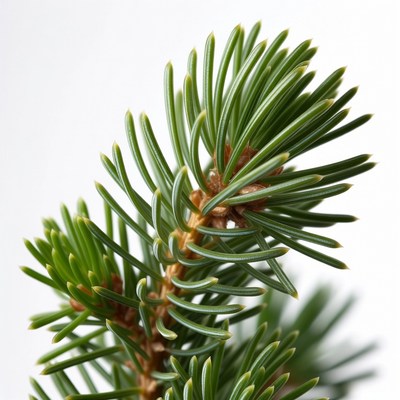 Close-up fir tree branch