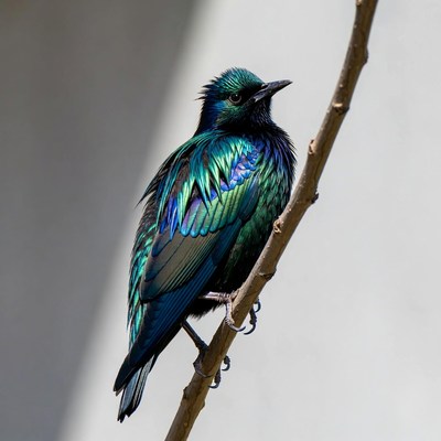 Iridescent Starling Perched on Branch