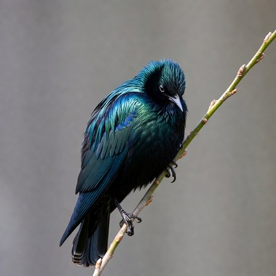 Shiny grackle perched on branch