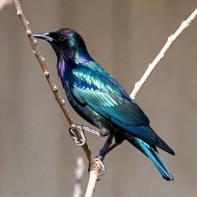 Iridescent Grackle Perched on Branch