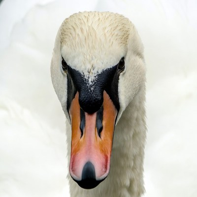 Close-up white swan face