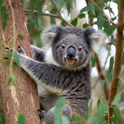 Koala clinging to eucalyptus tree