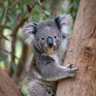 Koala clinging to eucalyptus tree