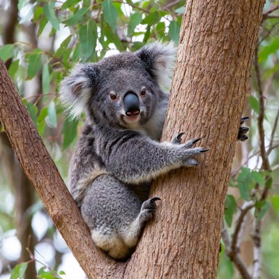 Koala clinging to eucalyptus tree