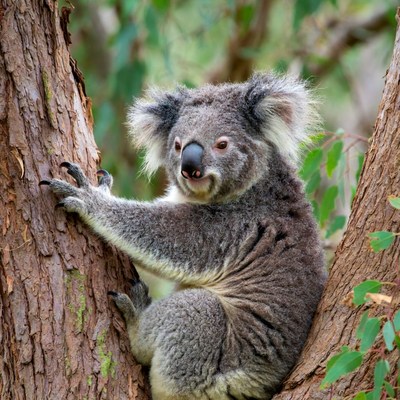 Koala clinging to eucalyptus tree