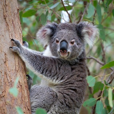 Koala climbing eucalyptus tree